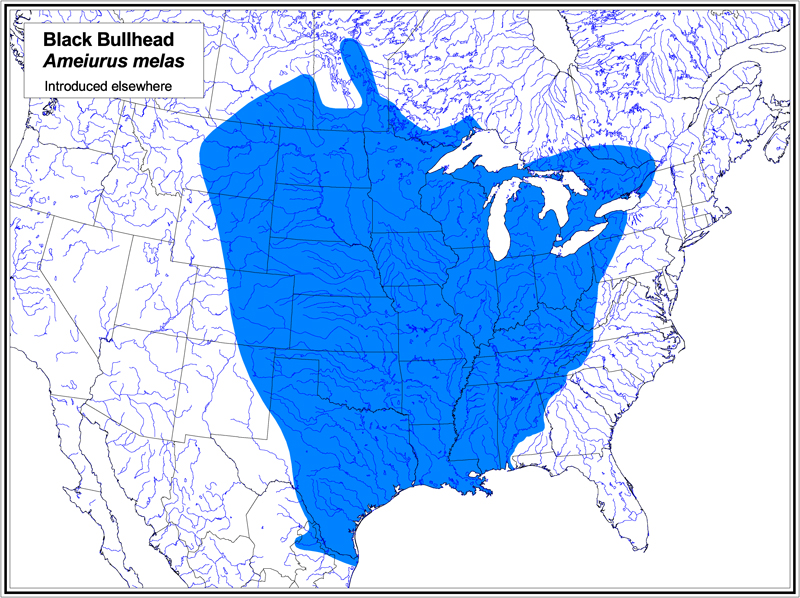 Black Bullhead map