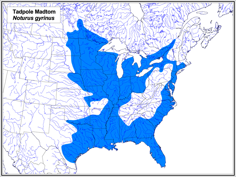 Tadpole Madtom map