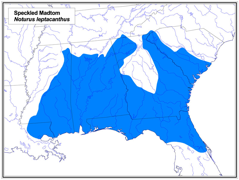 Speckled Madtom map