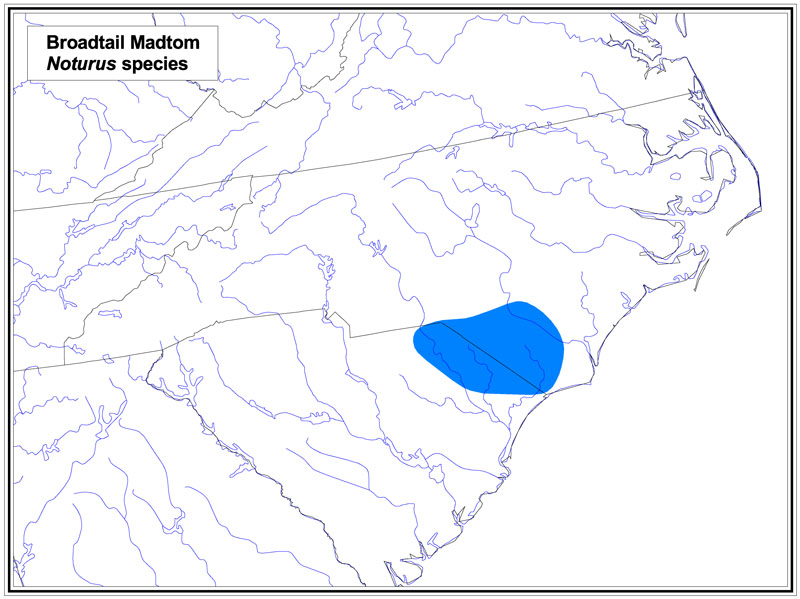 Broadtail Madtom