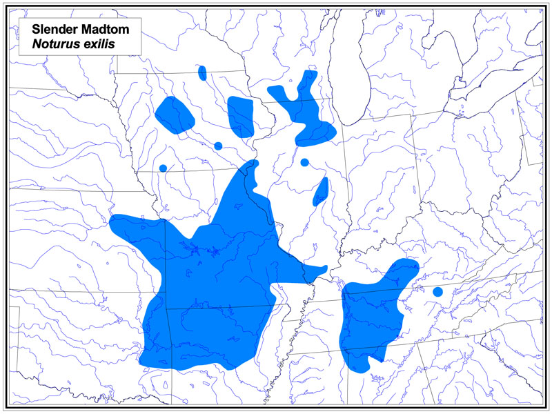 Slender Madtom map