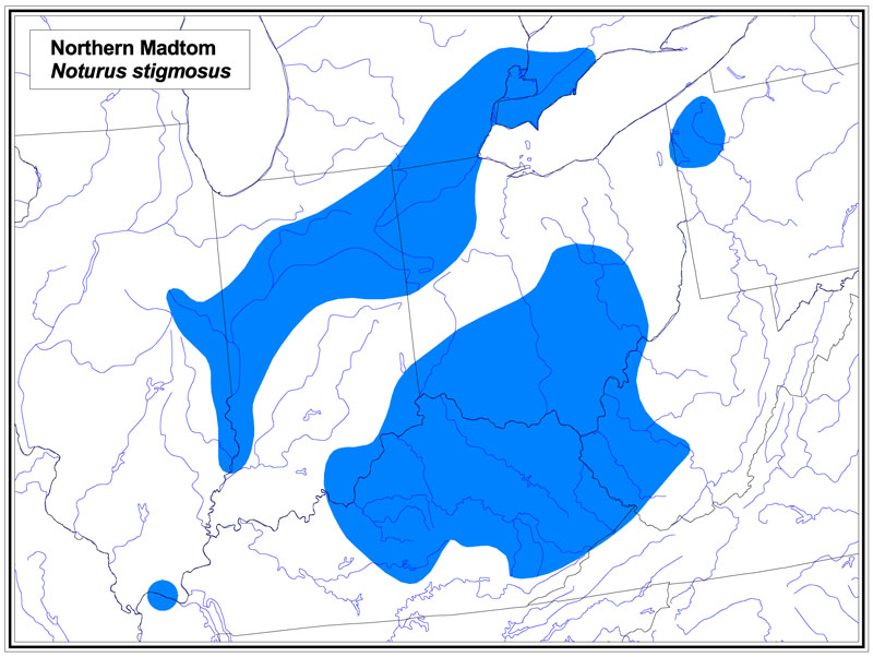Northern Madtom map