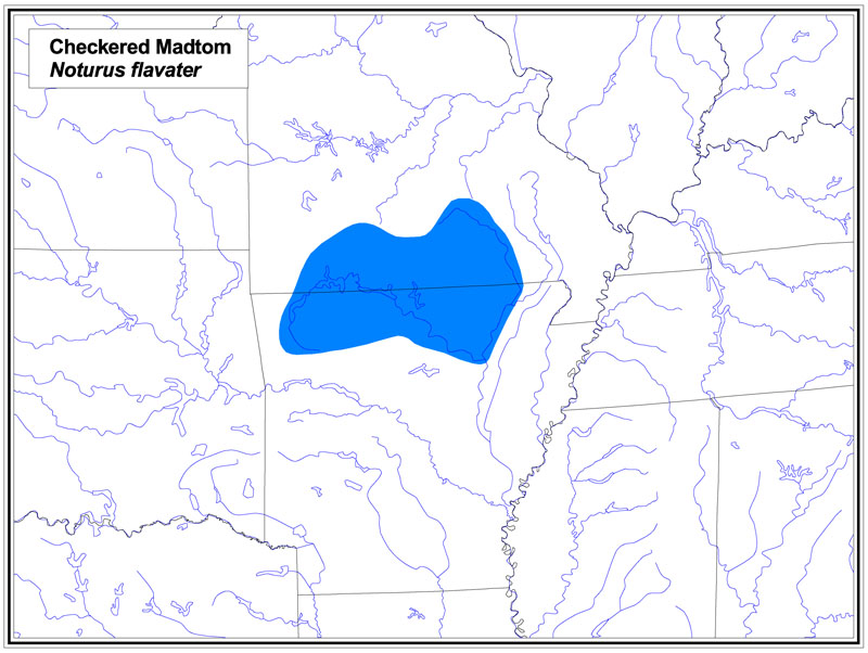 Checkered Madtom map