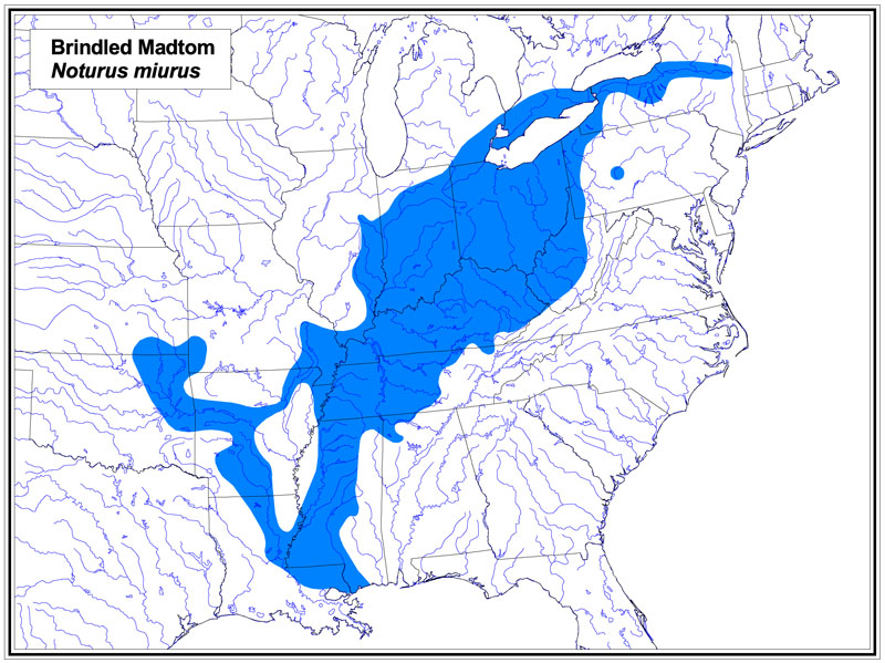 Brindled Madtom map