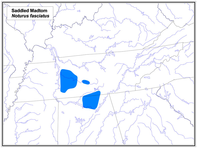 Saddled Madtom map