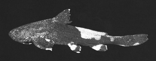 Acrochordonichthys chamaeleon