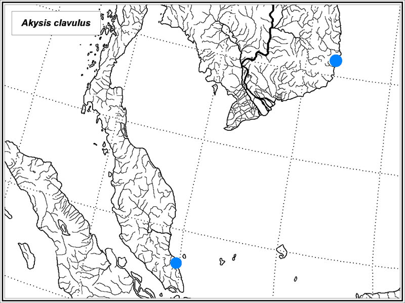 Akysis clavulus