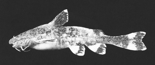 Acrochordonichthys falcifer
