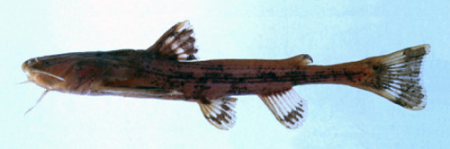 Acrochordonichthys gyrinus