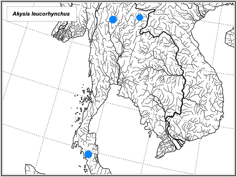 Akysis leucorhynchus map
