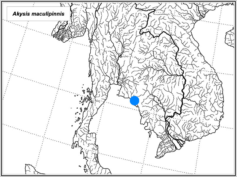 Akysis maculipinnis map
