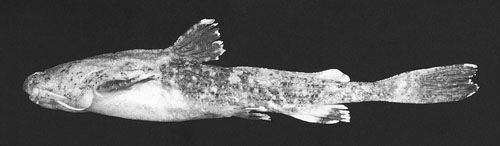 Acrochordonichthys mahakamensis