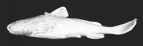 Acrochordonichthys pachyderma