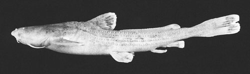 Acrochordonichthys strigosus