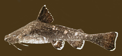 Acrochordonichthys rugosus