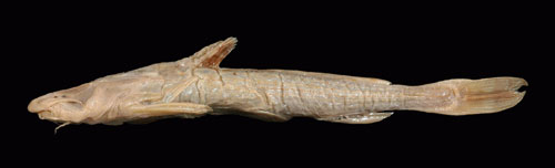 Acrochordonichthys ischnosoma