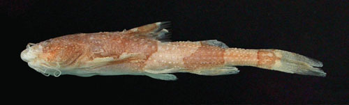 Akysis leucorhynchus