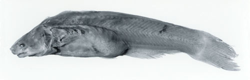 Cetopsis jurubidae