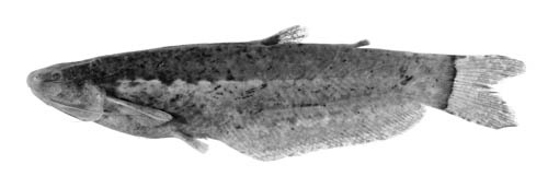 Helogenes marmoratus