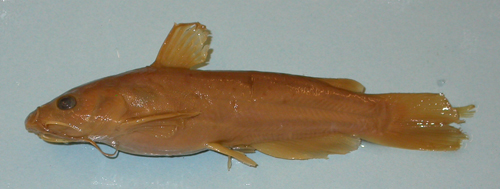 Headwater Catfish