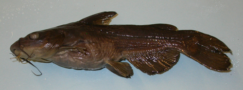 Headwater Catfish