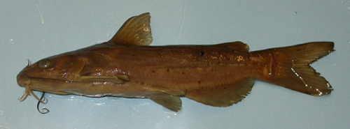 Headwater Catfish