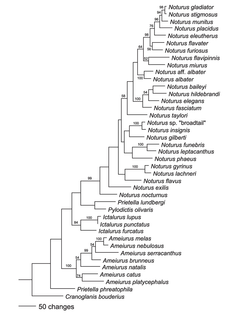 Ictalurids