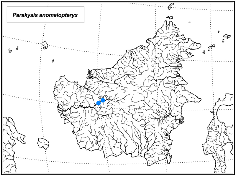 Parakysis anomalopteryx map