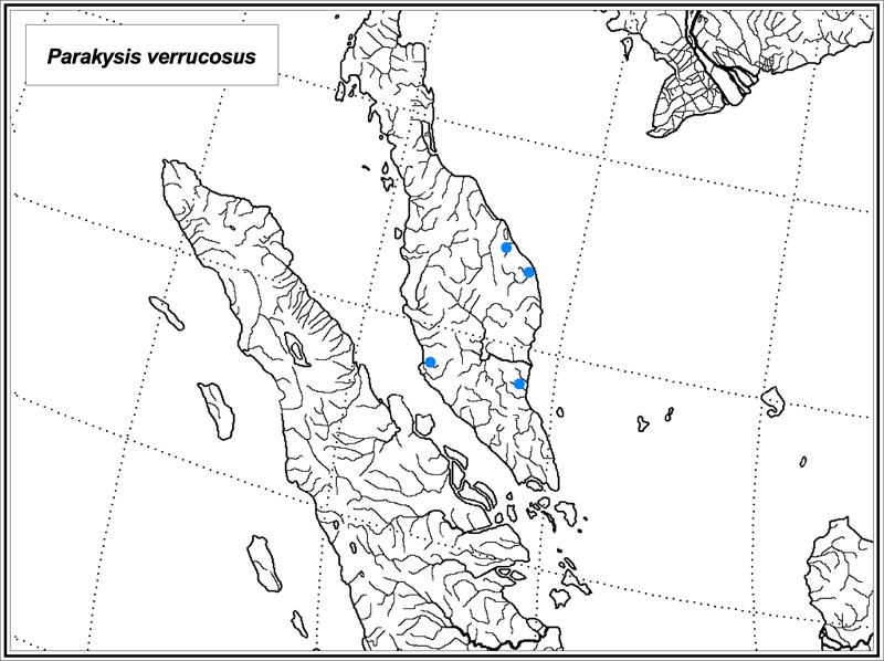 Parakysis verrucosus map