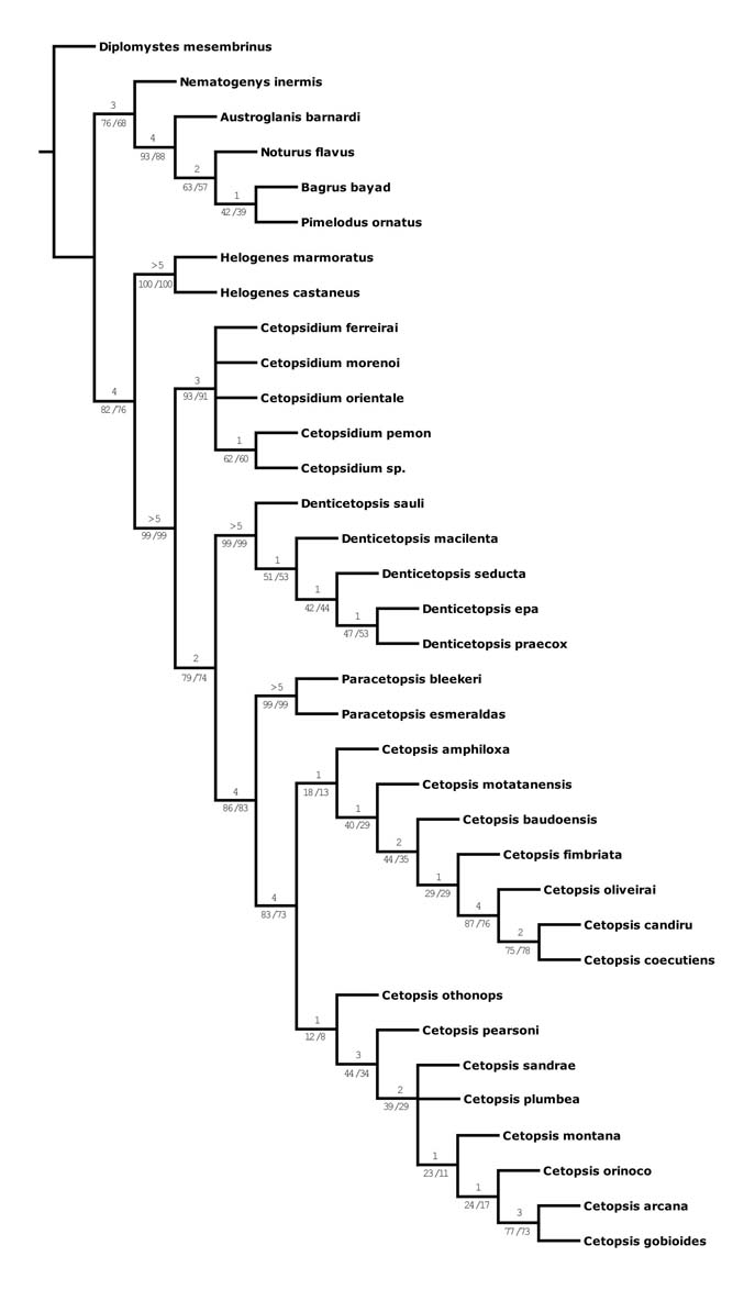 Phylogeny tree