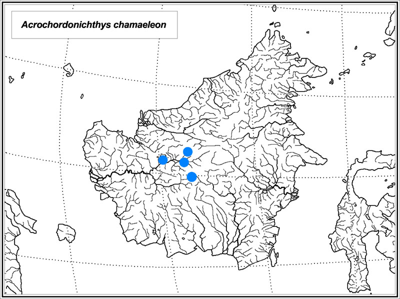 Acrochordonichthys chamaeleon