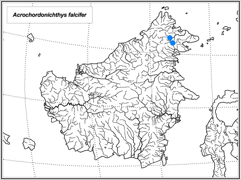 Acrochordonichthys falcifer