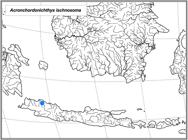 Acrochordonichthys ischnosoma