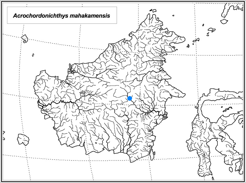 Acrochordonichthys mahakamensis