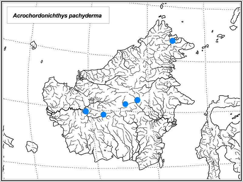 Acrochordonichthys pachyderma