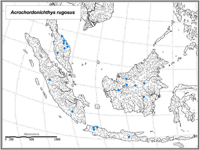 Acrochordonichthys rugosus