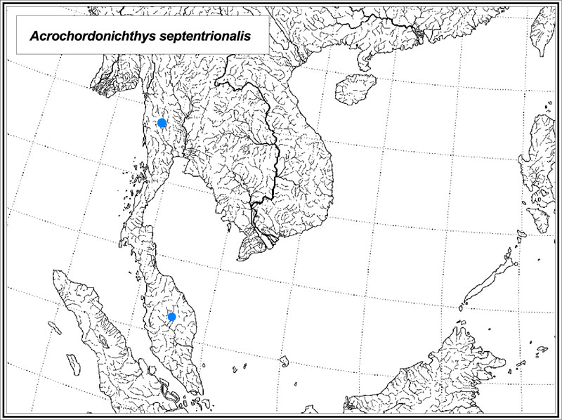 Acrochordonichthys septentrionalis