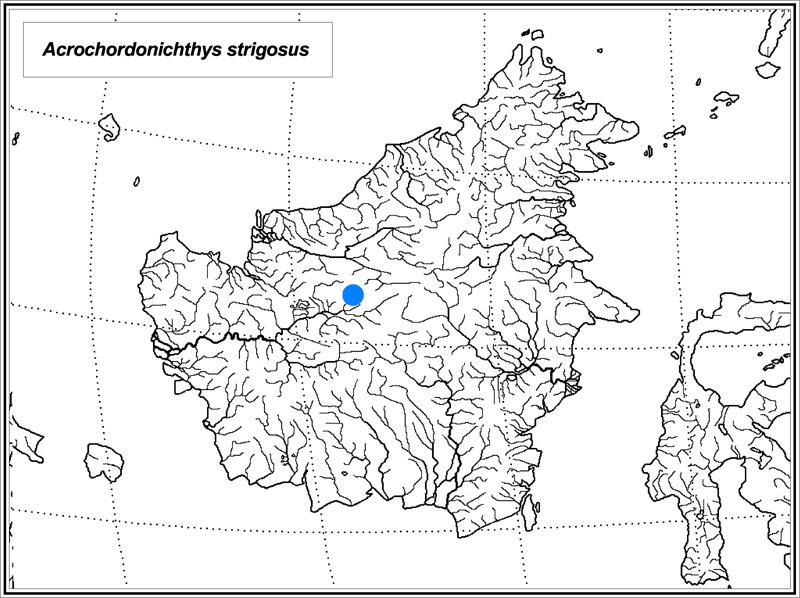 Acrochordonichthys strigosus