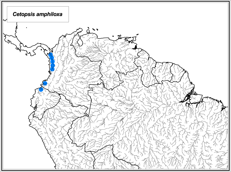 Cetopsis amphiloxa map