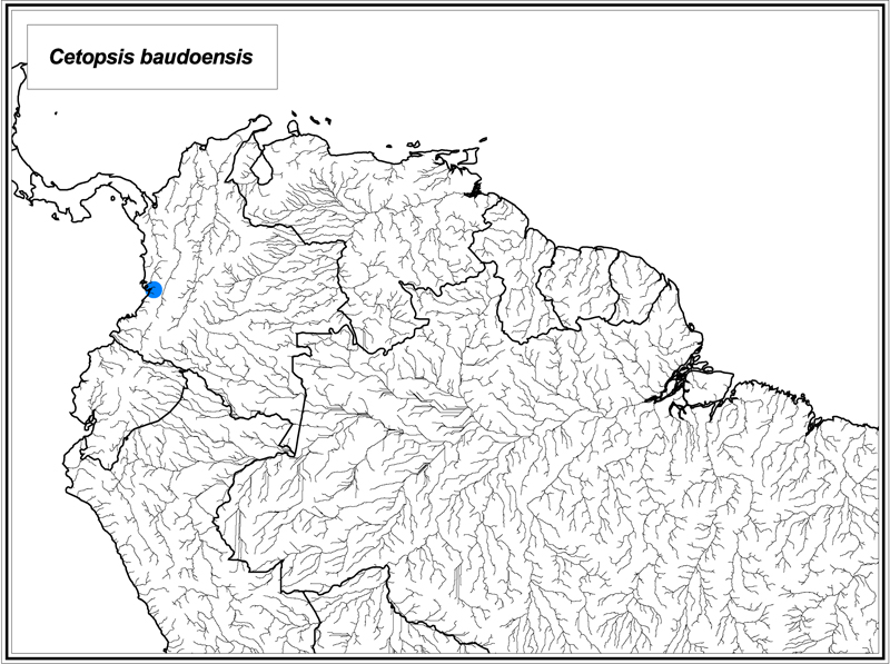 Cetopsis baudoensis map