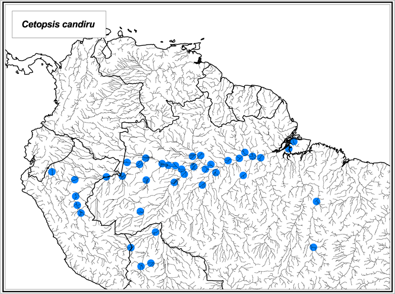 Cetopsis candiru map