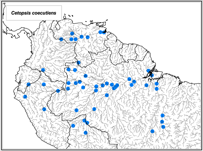 Cetopsis coecutiens map