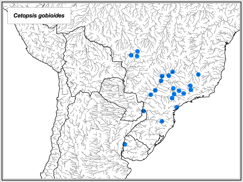 Cetopsis gobioides map