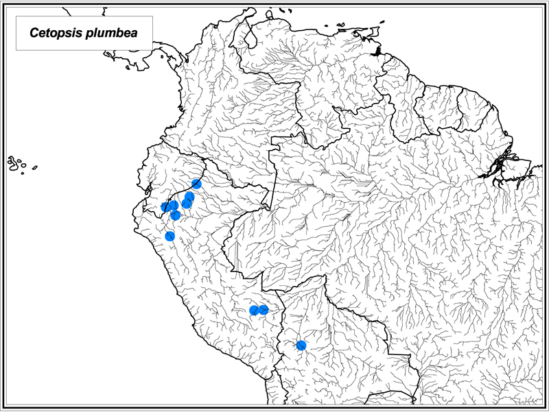 Cetopsis plumbea map