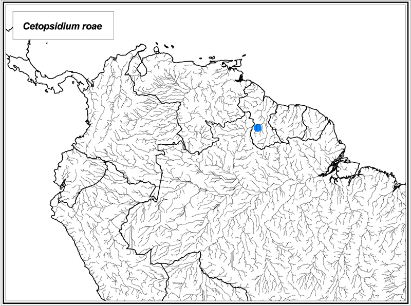 Cetopsidium roae map