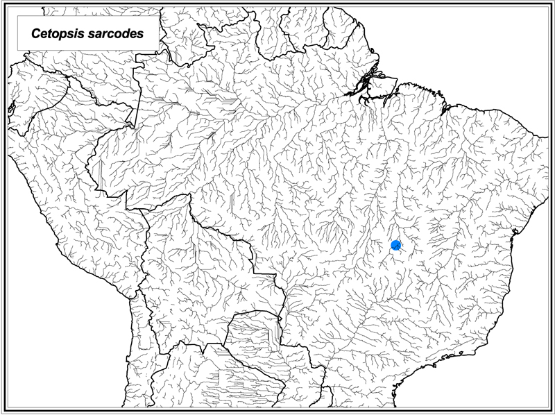 Cetopsis sarcodes map