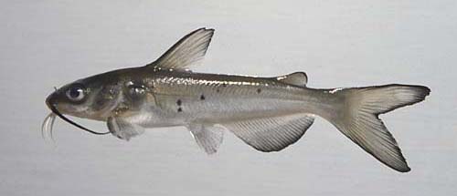 Channel Catfish