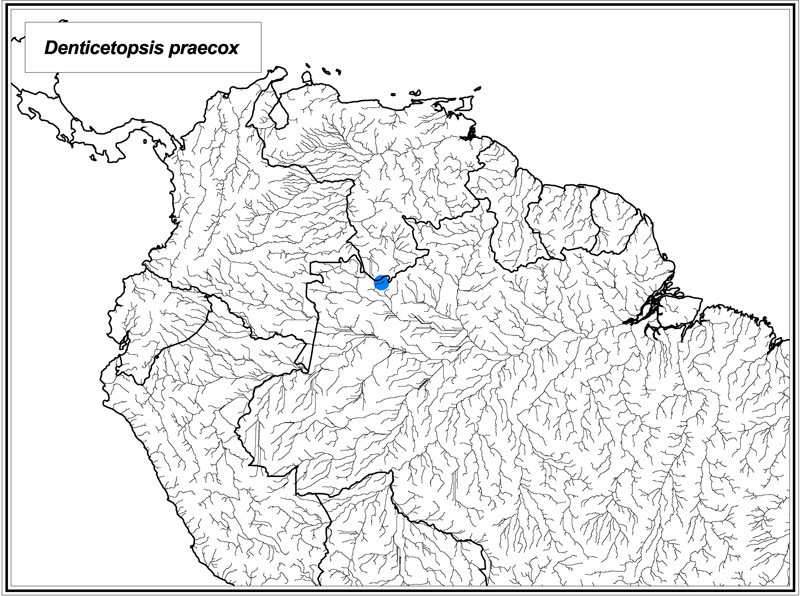 Denticetopsis praecox map