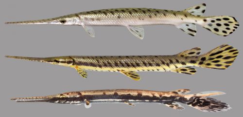 Longnose gar