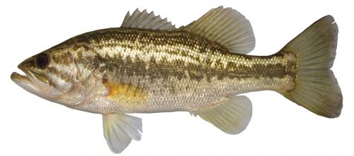 Lateral view of largemouth bass